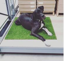 Great dane black jack love's the new grass carpet tiles
Nature - Perfect Green
Perfect Green