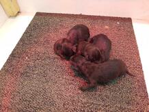 These puppies love our carpet tiles;)